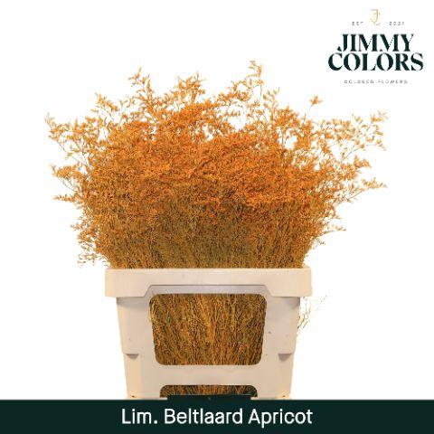 <h4>Lim Bel L70 Apricot</h4>