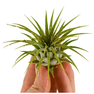 tillandsia ionantha goud glitter