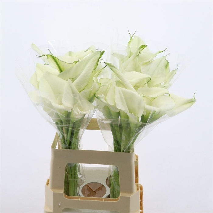 <h4>Calla White Art | Dubbelbloemig</h4>