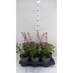 Salvia ...