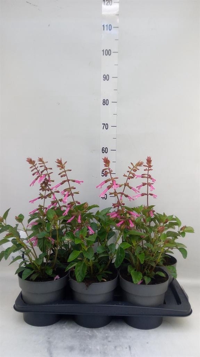 <h4>Salvia ...</h4>