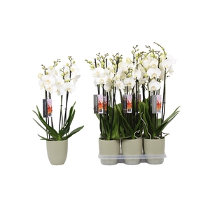 Phalaenopsis White, 4-spike Green Ceramics