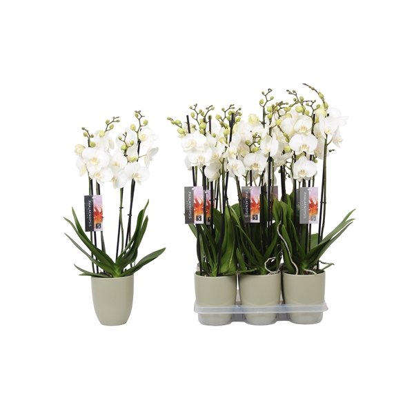 <h4>Phalaenopsis White, 4-spike Green Ceramics</h4>