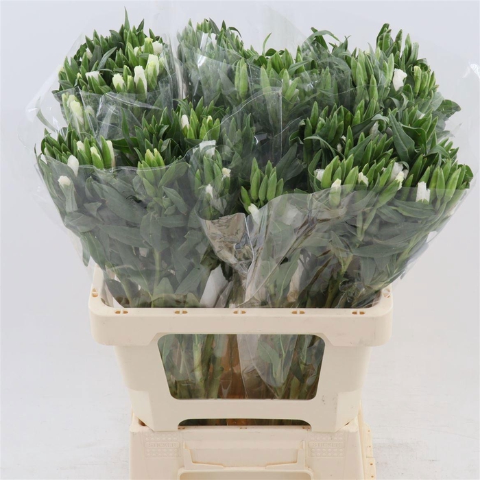 <h4>CLARKIA AM GR WHITE</h4>