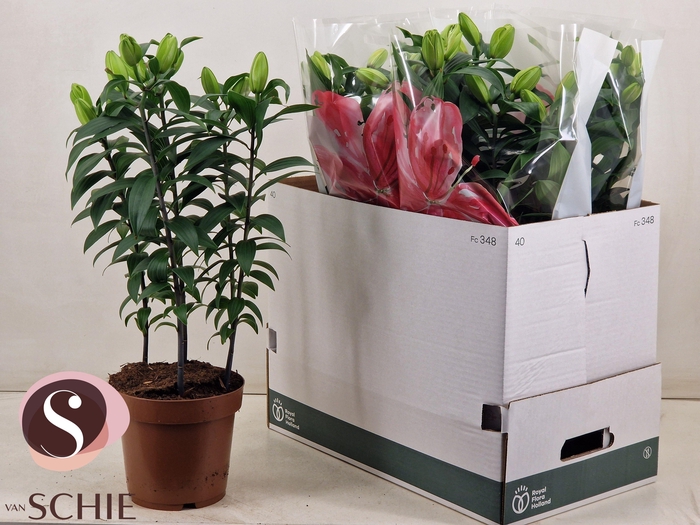 <h4>LIL OR DU RL ZETA</h4>