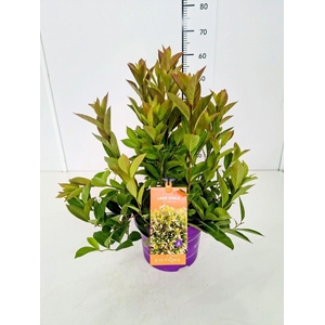 Itea virginica