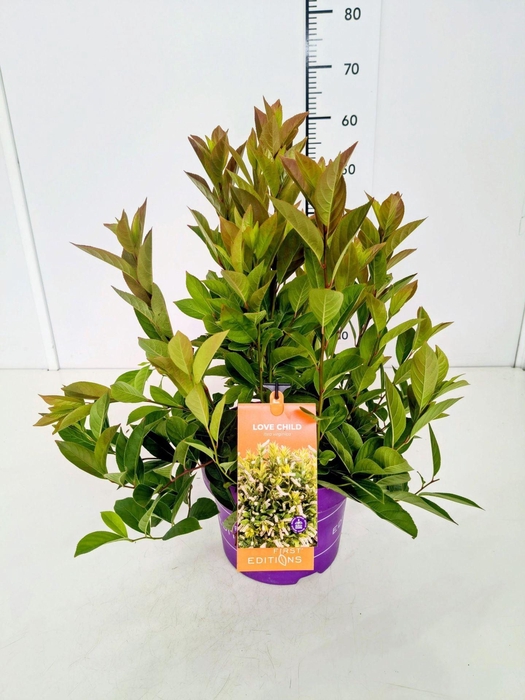 <h4>Itea virginica</h4>