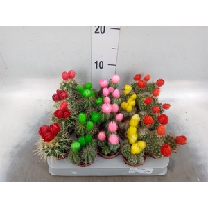 Cactus   ...decorated