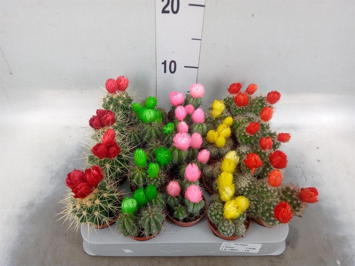 <h4>Cactus   ...decorated</h4>