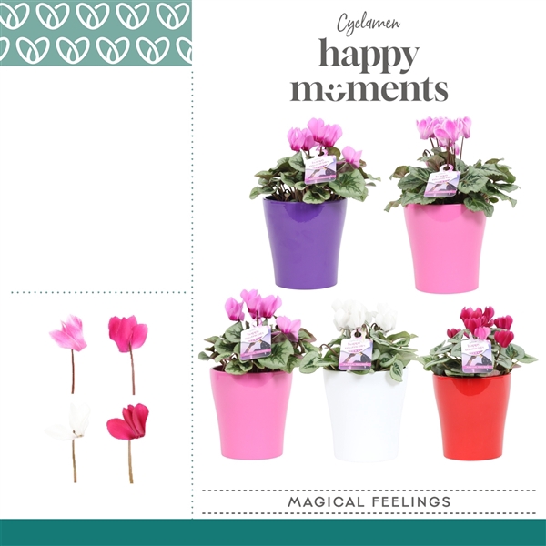 <h4>Cyclaam Magical Feelings in ompot Amy</h4>
