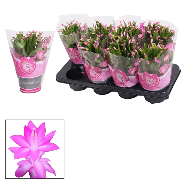 <h4>Schlumbergera - 13 cm - Pink (Cyber)</h4>