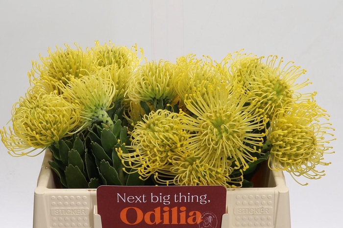 <h4>Nutans High Gold</h4>