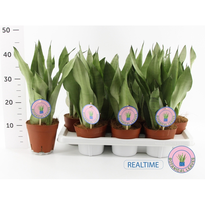 <h4>SANSEV MOONSHINE</h4>