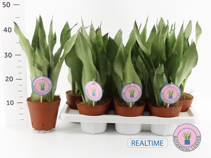 <h4>SANSEV MOONSHINE</h4>