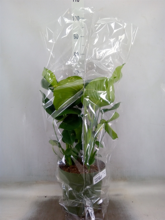 <h4>Monstera delic.</h4>