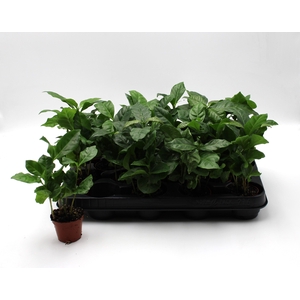 COFFEA ARABICA