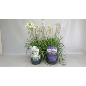 Agapanthus   ...