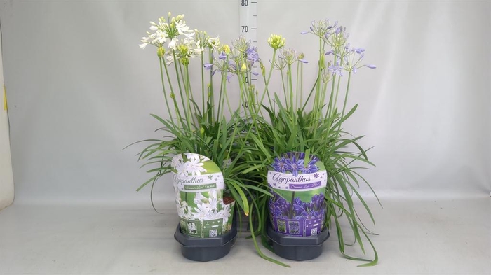 <h4>Agapanthus   ...</h4>