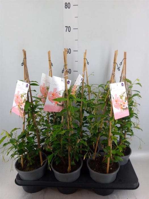<h4>Trachelospermum jasm.</h4>