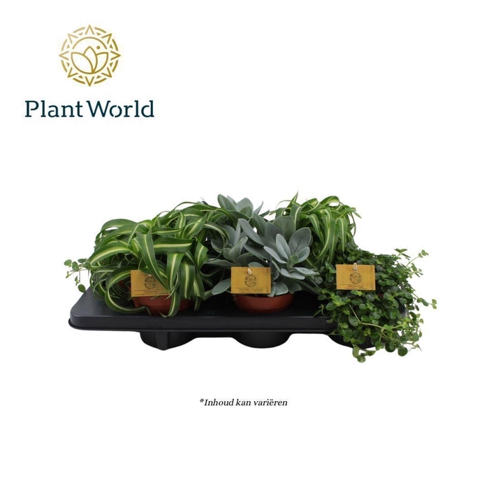 kamerplanten