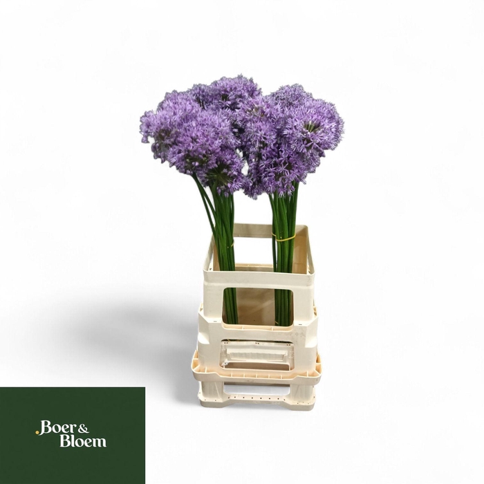 <h4>ALLIUM GLADIATOR</h4>