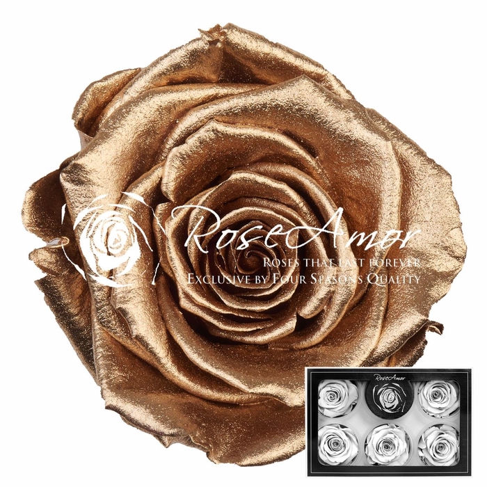 <h4>Pr 1 Gold Metallic Lplus</h4>