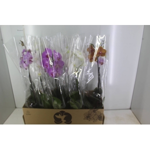 PHALAENOPSIS MIX P12