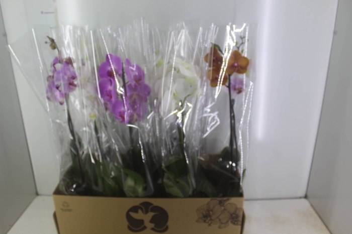 <h4>PHALAENOPSIS MIX P12</h4>