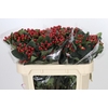 Hypericum True Romance