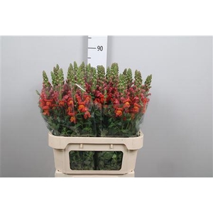 Antir Antib D Orange