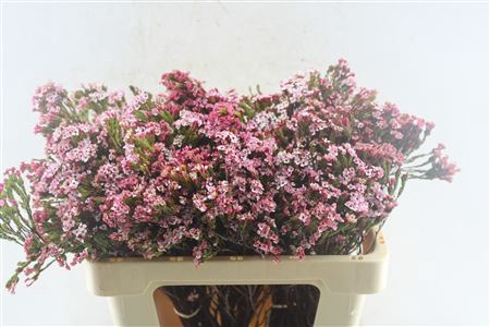<h4>Kaaps Erica Four Sisters</h4>