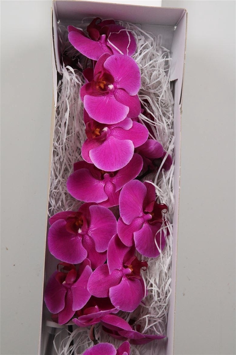 <h4>Phal An Stellenbosch</h4>
