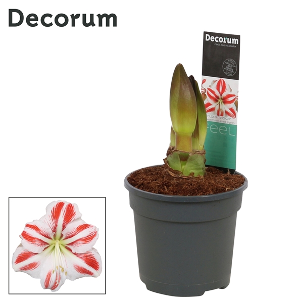 Hippeastrum Flaming Striped 2 Knop (Decorum)