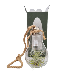 Tillandsia lamp touw gift package