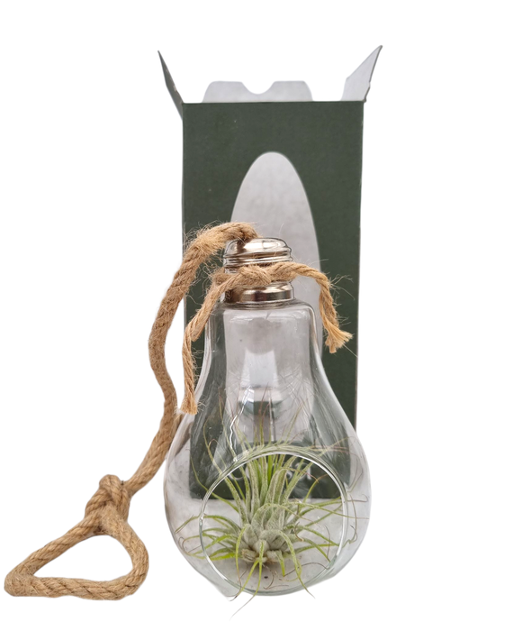 <h4>Tillandsia lamp touw gift package</h4>