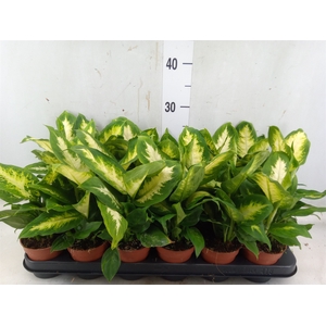 Dieffenbachia  'Camilla'