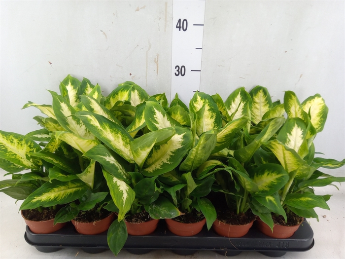 <h4>Dieffenbachia  'Camilla'</h4>
