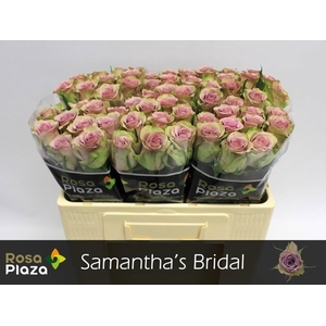 Rosa large samantha's bridal