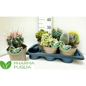 CACTUS GEM