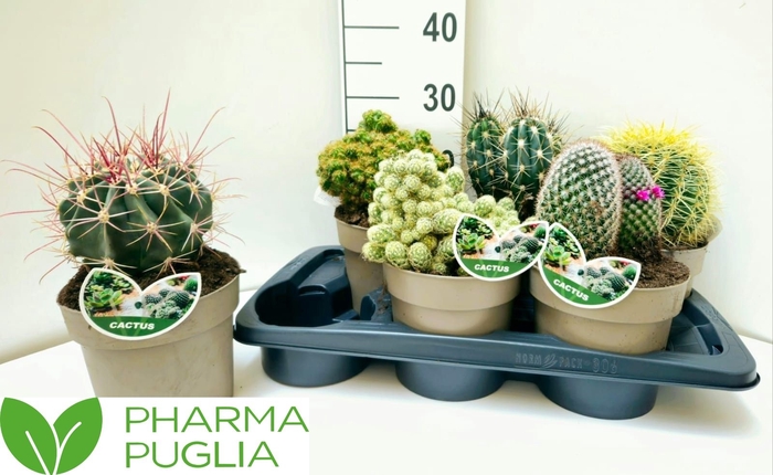 <h4>CACTUS GEM</h4>