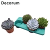 Echeveria Mix (4spc.) (decorum)