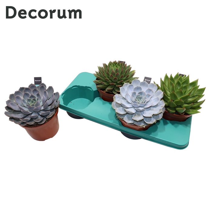 <h4>Echeveria Mix (4spc.) (decorum) Decorum+Steker</h4>