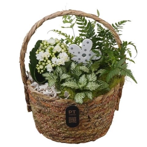 PTIB5225 Arrangementen kamerplanten