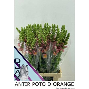 ANTIR POTO D ORANGE