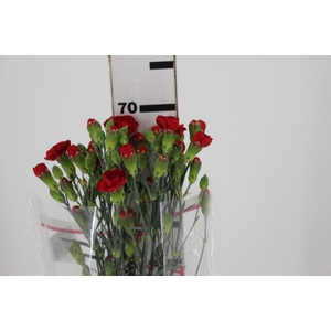 CRAVO SPRAY BELOVED 070 CM