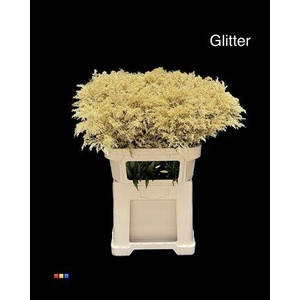 Solidago Gold + Glit 80cm Bio