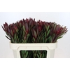 Leucadendron Saf Sunset Dark R.