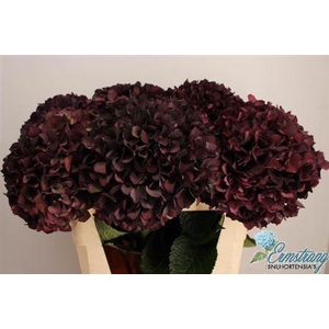 Hydr M Mag Ruby Cl P