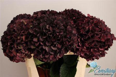 <h4>Hydr M Mag Ruby Cl P</h4>