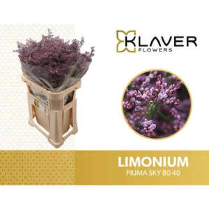 Limonium Safora Pink Sky Klaver
